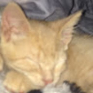 Meet your Posher, Cooper